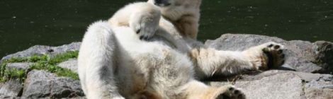 Eisbär räkelt sich im Berliner Zoo